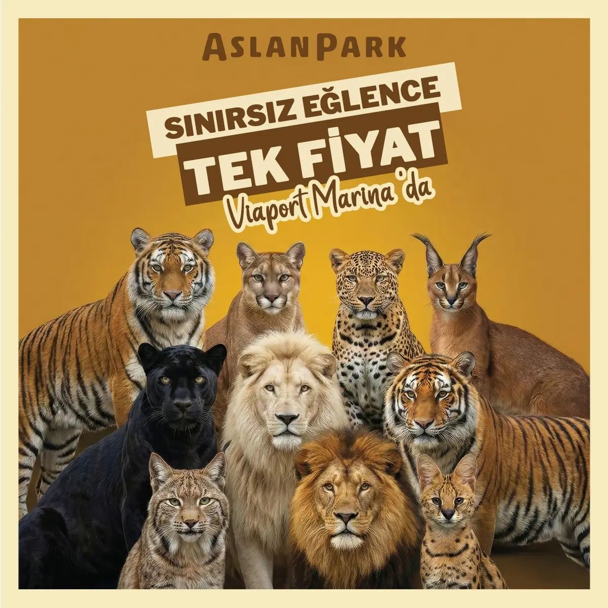Aslan Park thumbnail
